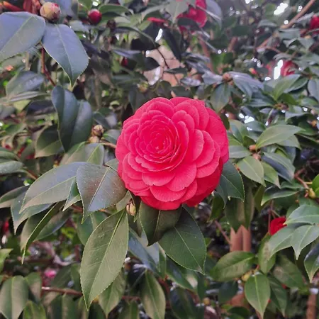 The Garden Rose Appartamento *