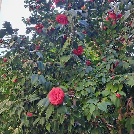 Apartamento The Garden Rose Sant'Agnello